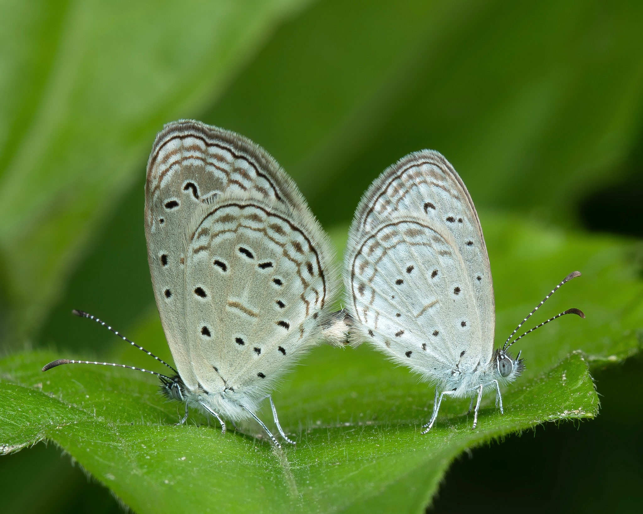 Tiny Grass Blue