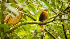 Philydor atricapillus