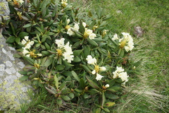 Rhododendron caucasicum