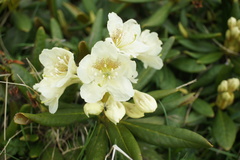 Rhododendron caucasicum