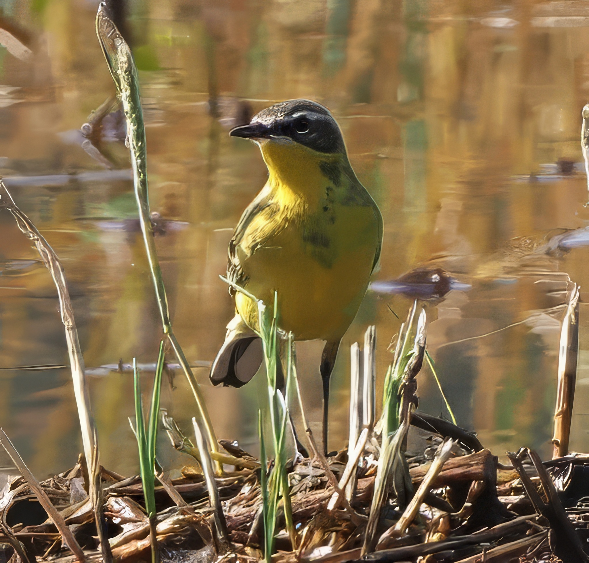 Eastern Yellow Wagtail
