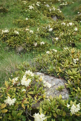 Rhododendron caucasicum