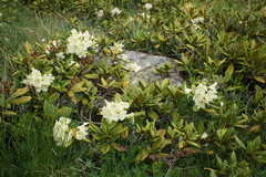 Rhododendron caucasicum