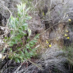 Osteospermum junceum
