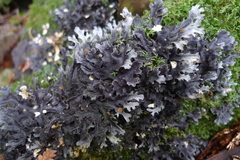 Pseudocyphellaria dissimilis