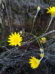 Osteospermum junceum