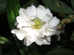 Rubus palmatus coronarius