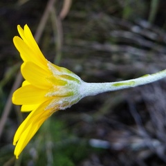 Osteospermum junceum