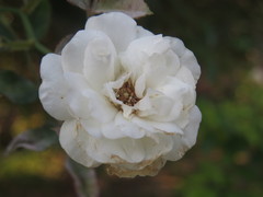 Rubus palmatus coronarius