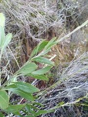 Osteospermum junceum