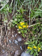 Senecio leucanthemifolius caucasicus