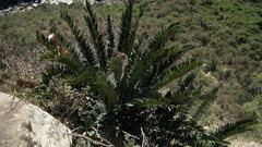 Encephalartos altensteinii