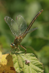Gomphus pulchellus
