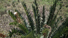Encephalartos altensteinii