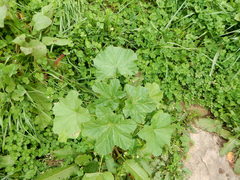Malva verticillata