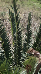 Encephalartos altensteinii