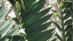 Encephalartos altensteinii