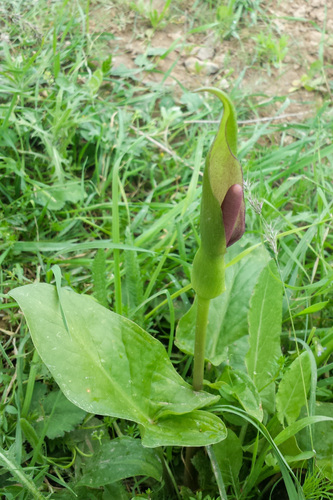 Korolkov’s arum