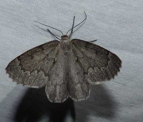 Boreal Pine Looper