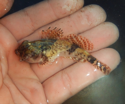 Arctic hookear sculpin (Artediellus uncinatus) — Cottidae — 2