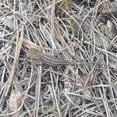 Sceloporus slevini