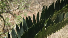 Encephalartos altensteinii