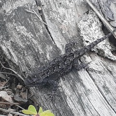 Sceloporus lemosespinali