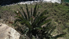 Encephalartos altensteinii
