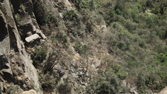 Encephalartos altensteinii