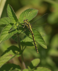 Gomphus graslinii