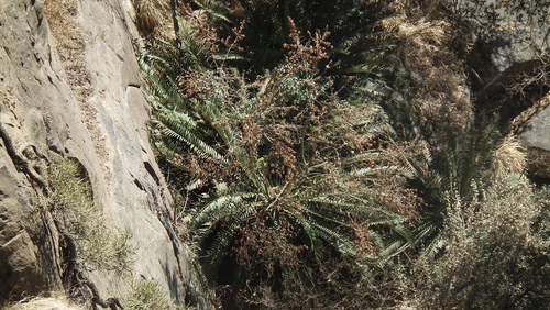 Image of Encephalartos altensteinii by (c) Shaun Swanepoel, some rights reserved (CC BY)