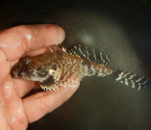 Atlantic hookear (Artediellus atlanticus) — Cottidae