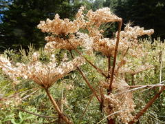 Angelica cyclocarpa