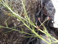 Brachystigma wrightii