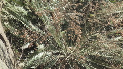 Encephalartos altensteinii