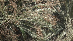 Encephalartos altensteinii