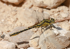 Gomphus graslinii