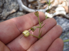 Brachystigma wrightii