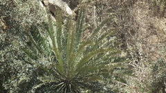 Encephalartos altensteinii
