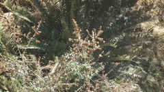 Encephalartos altensteinii