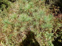 Pinus wallichiana