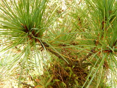 Pinus wallichiana