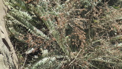 Encephalartos altensteinii