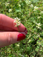 Climbing fumewort (Ceratocapnos claviculata)