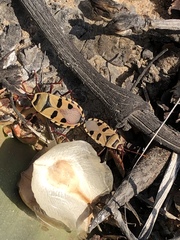 Probergrothius angolensis