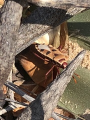 Probergrothius angolensis