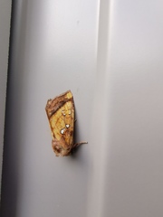 Papaipema leucostigma