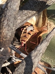 Probergrothius angolensis