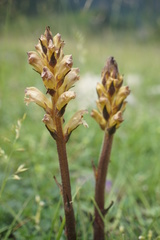 Orobanche lutea