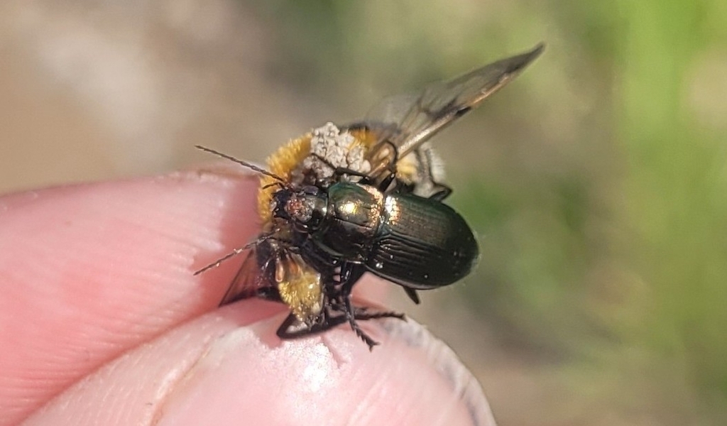 Rainbow Greenclock Beetle